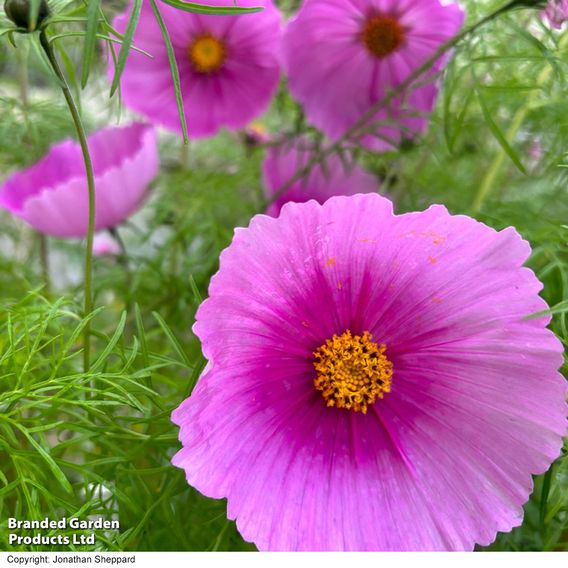 Cosmos 'Fondant Fancy' - Seeds