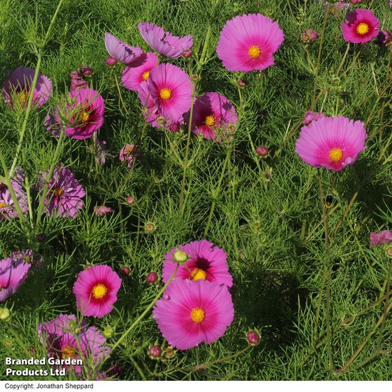 Cosmos 'Fondant Fancy' - Seeds