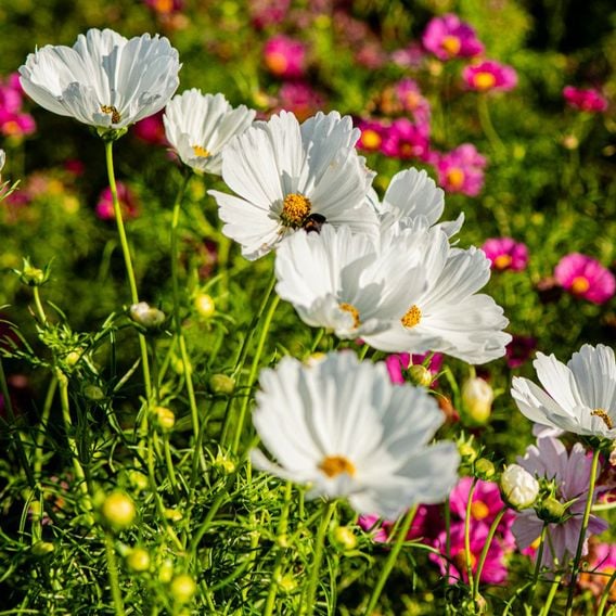 Cosmos 'Lucinda' - Seeds