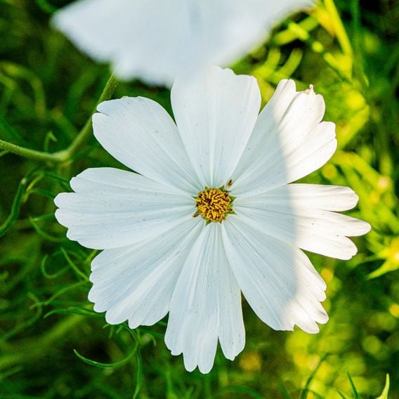 Cosmos 'Lucinda' - Seeds