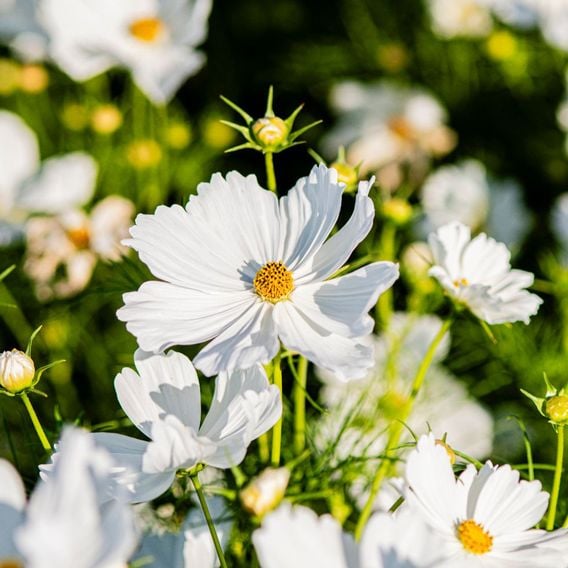 Cosmos 'Lucinda' - Seeds