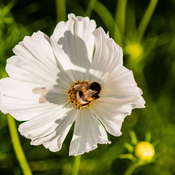 Cosmos 'Lucinda' - Seeds