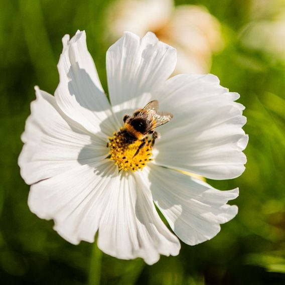 Cosmos 'Lucinda' - Seeds