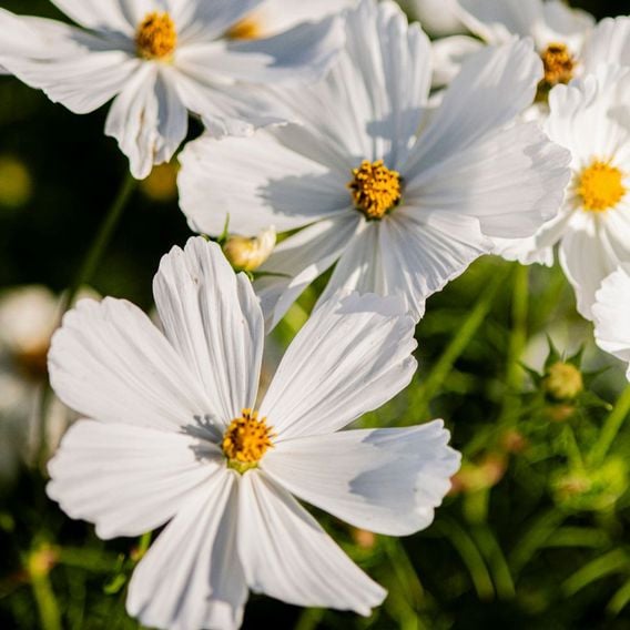 Cosmos 'Lucinda' - Seeds