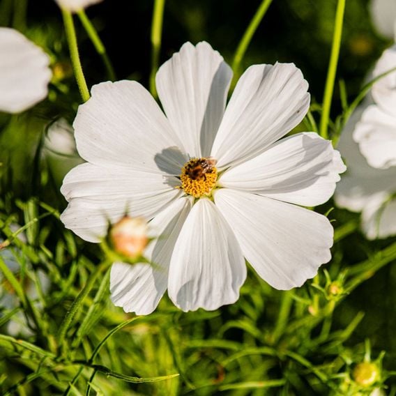Cosmos 'Lucinda' - Seeds