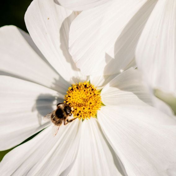 Cosmos 'Lucinda' - Seeds