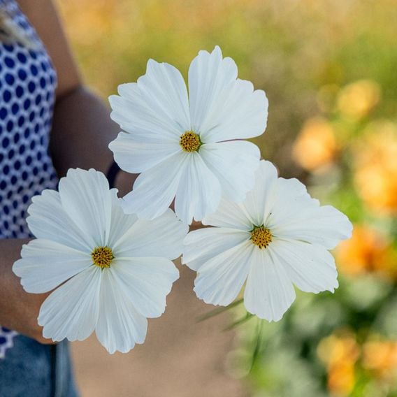 Cosmos 'Lucinda' - Seeds