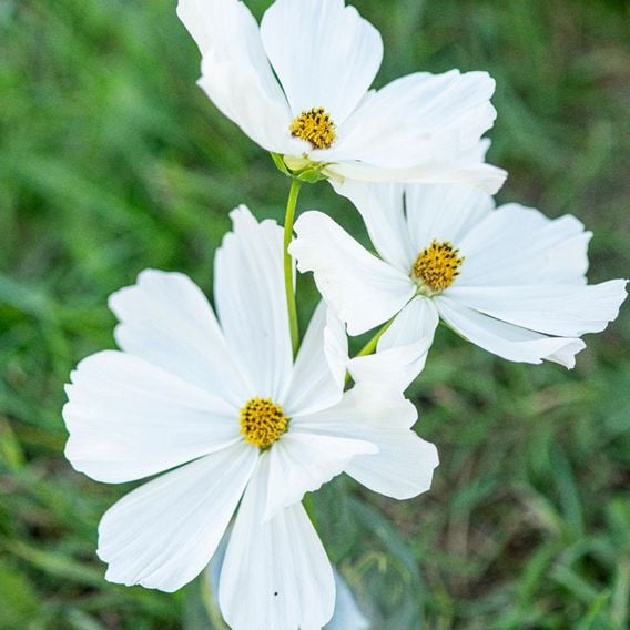 Cosmos 'Lucinda' - Seeds