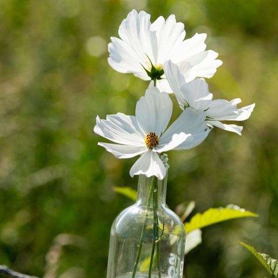 Cosmos 'Lucinda' - Seeds