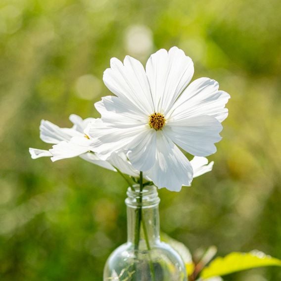 Cosmos 'Lucinda' - Seeds