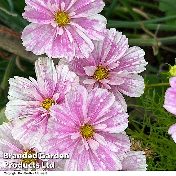 Cosmos 'Pink Mosaic' - Seeds