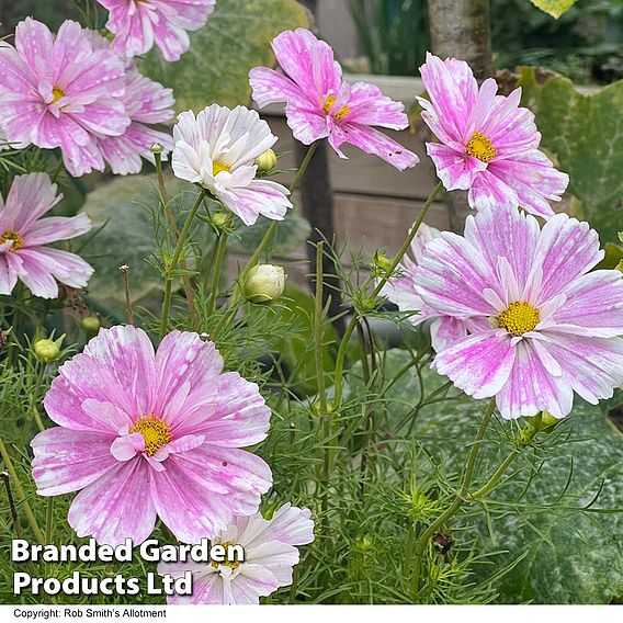 Cosmos 'Pink Mosaic' - Seeds