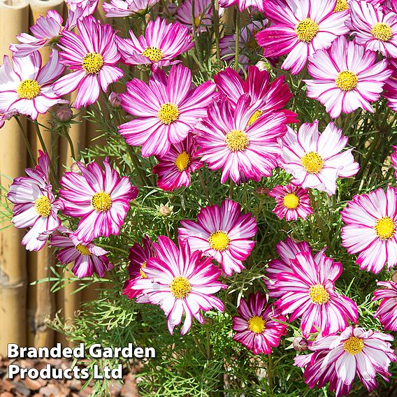 Cosmos Dwarf Purple Picotee Seeds