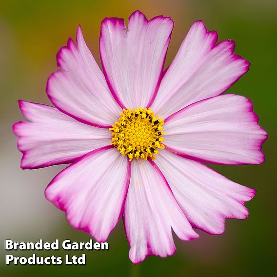Cosmos 'Dwarf Purple Picotee' - Seeds