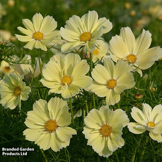 Cosmos 'Xanthos' - Seeds