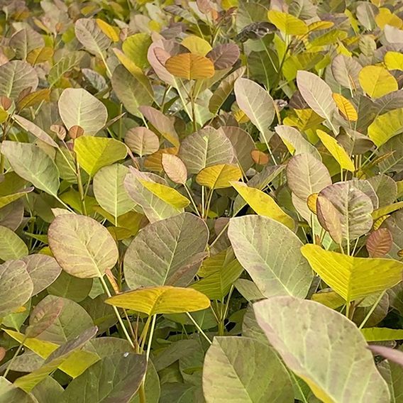 Cotinus coggygria 'Flamissimo'