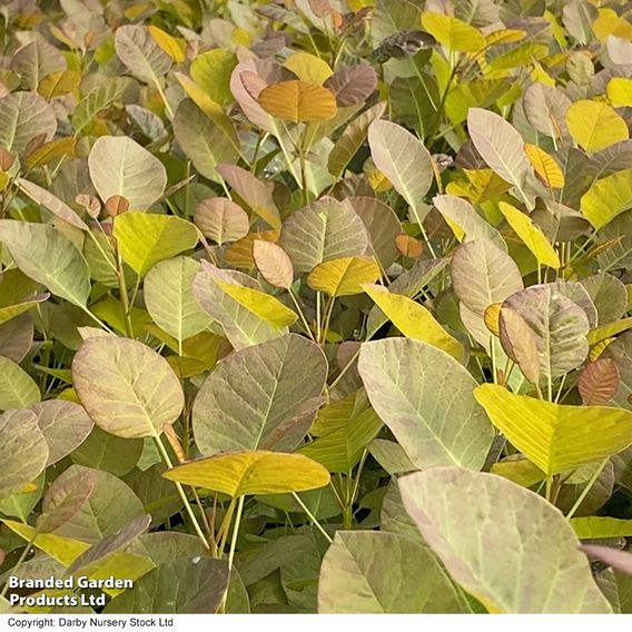 Cotinus coggygria 'Flamissimo'
