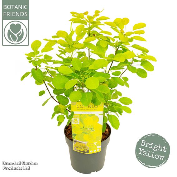 Cotinus coggygria 'Golden Lady'