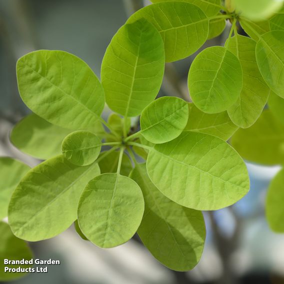 Cotinus coggygria 'Golden Lady'