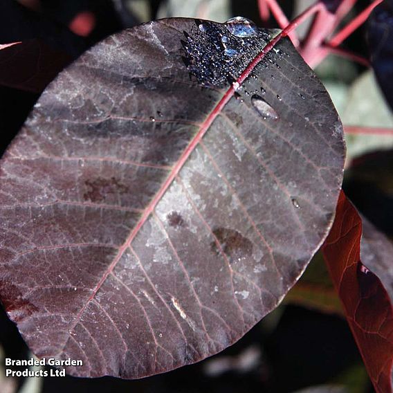 Cotinus 'Grace'
