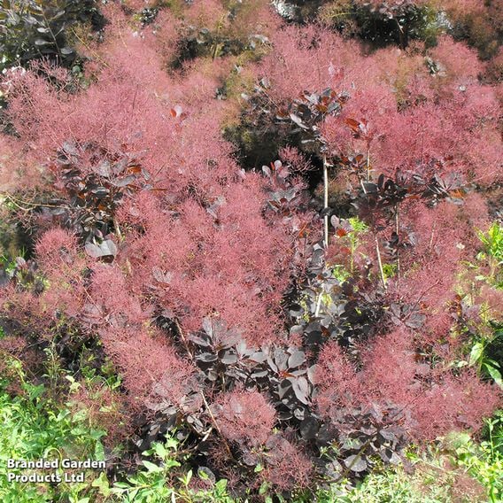 Cotinus coggygria 'Lilla'