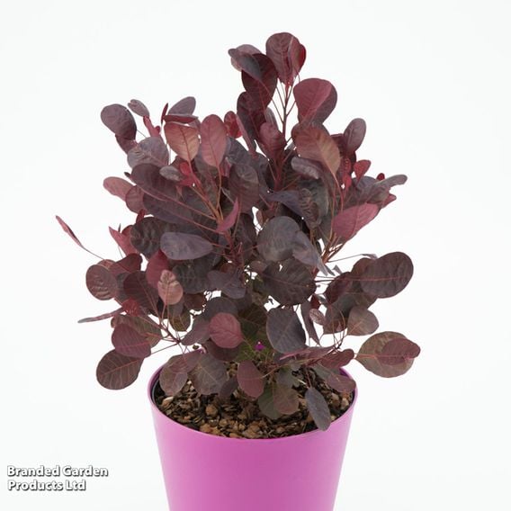 Cotinus coggygria 'Lilla'