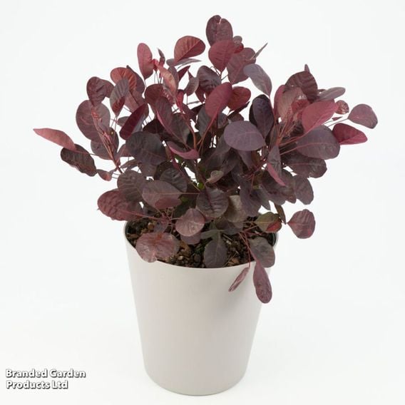 Cotinus coggygria 'Lilla'
