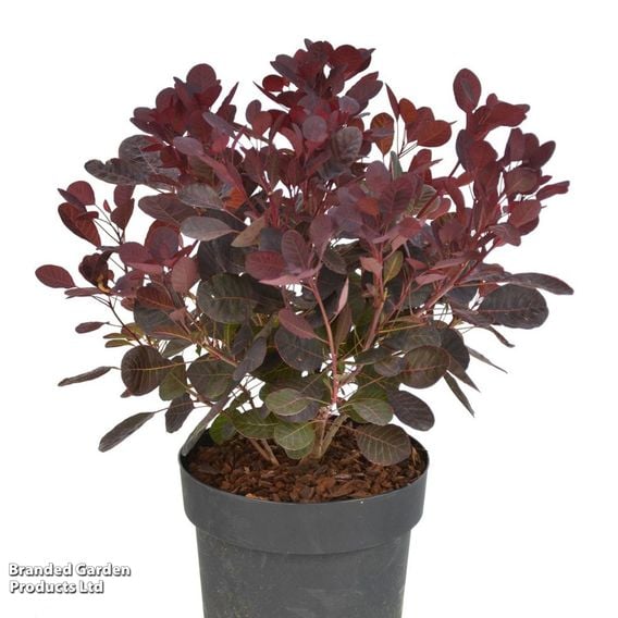 Cotinus coggygria 'Lilla'
