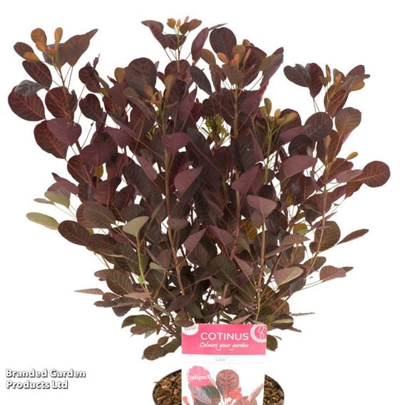 Cotinus coggygria 'Lilla'