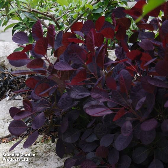 Cotinus coggygria 'Lilla'