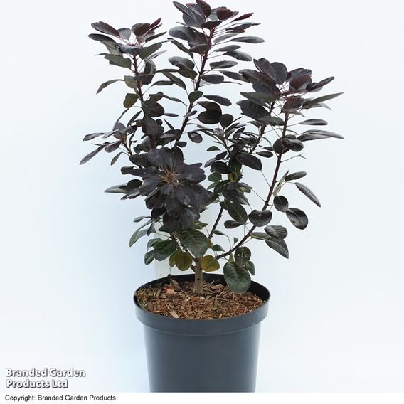 Cotinus coggygria 'Royal Purple'