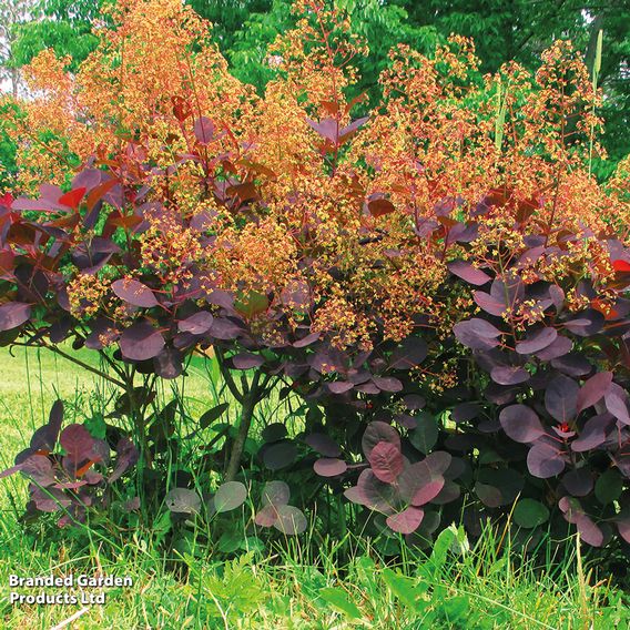 Cotinus coggygria 'Royal Purple'