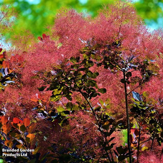 Cotinus coggygria 'Royal Purple'