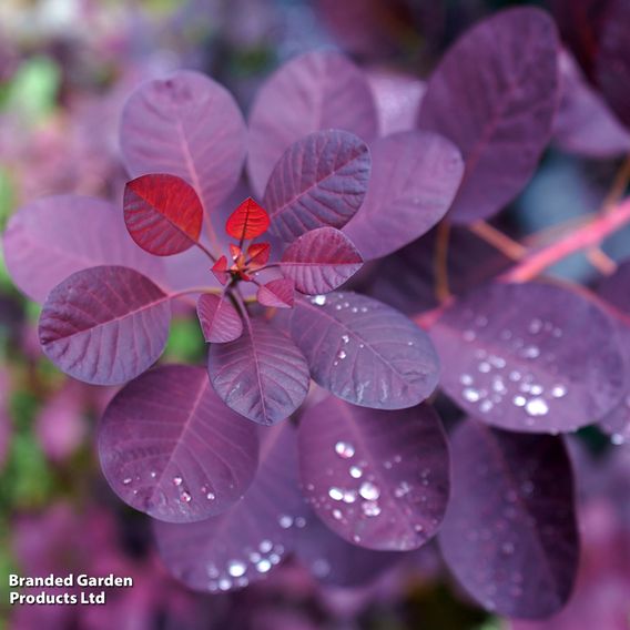Cotinus coggygria 'Royal Purple'