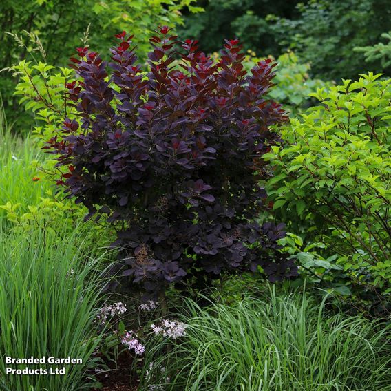 Cotinus coggygria 'Royal Purple'