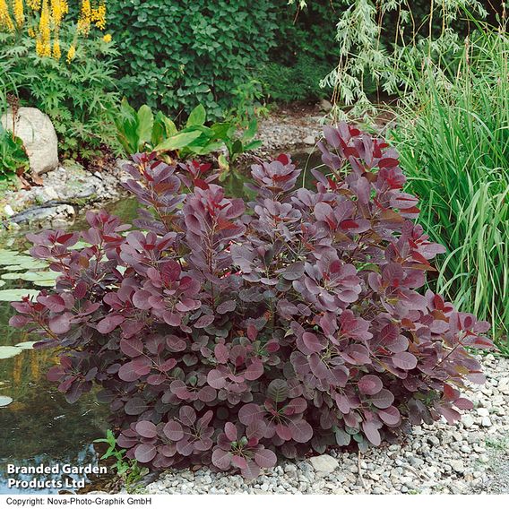 Cotinus coggygria 'Royal Purple'