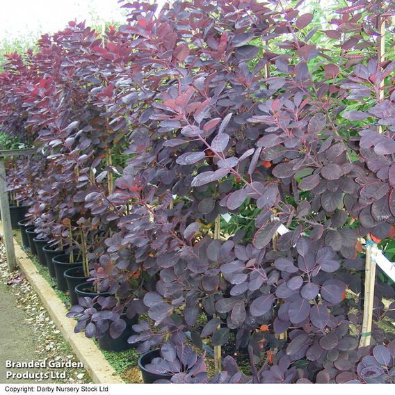 Cotinus coggygria 'Royal Purple'