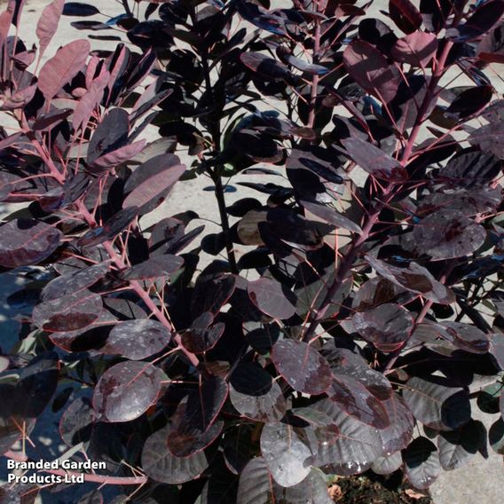Cotinus coggygria 'Royal Purple'
