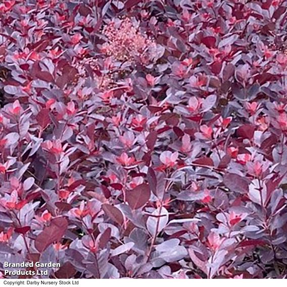 Cotinus coggygria 'Royal Purple'