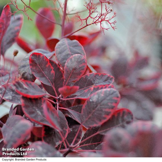 Cotinus coggygria 'Royal Purple'
