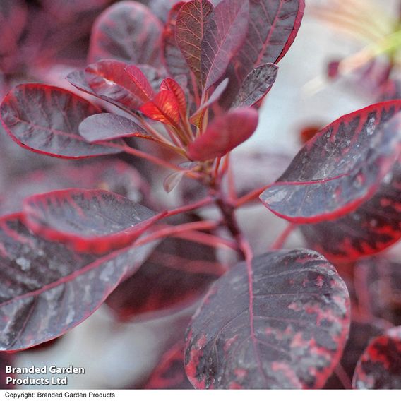 Cotinus coggygria 'Royal Purple'