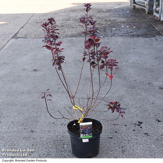 Cotinus coggygria 'Royal Purple'