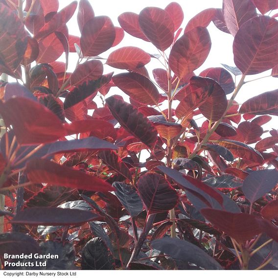 Cotinus coggygria 'Royal Purple'