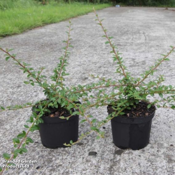 Cotoneaster suecicus 'Coral Beauty'