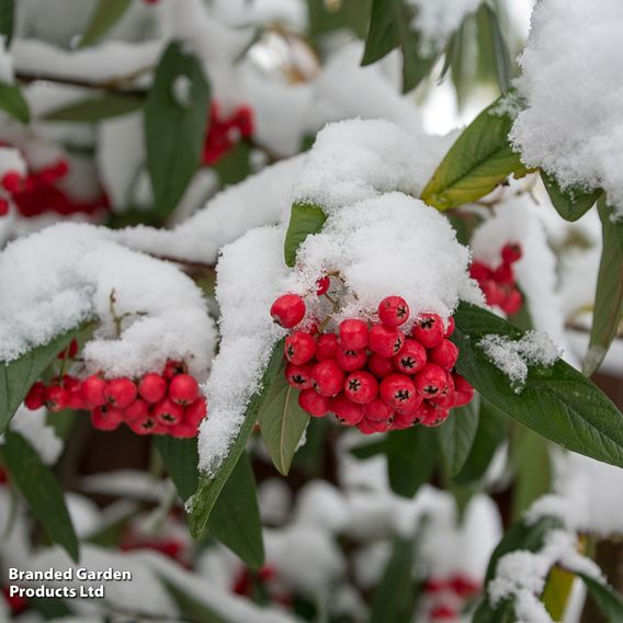 Cotoneaster cornubia