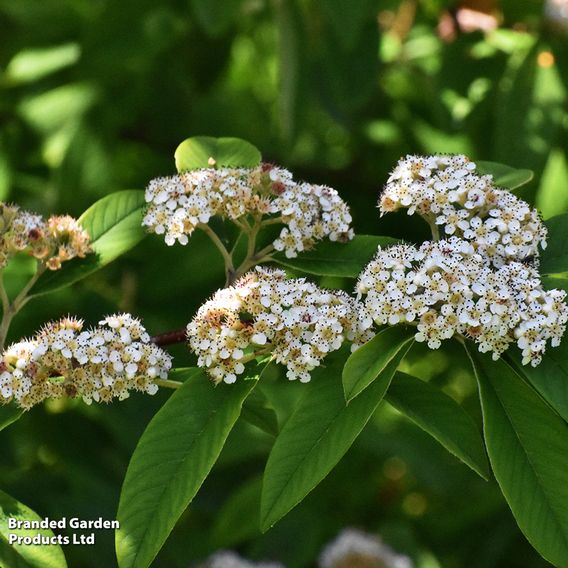 Cotoneaster cornubia