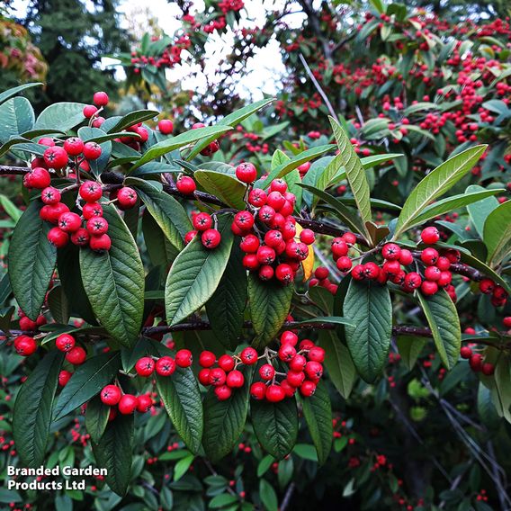 Cotoneaster cornubia
