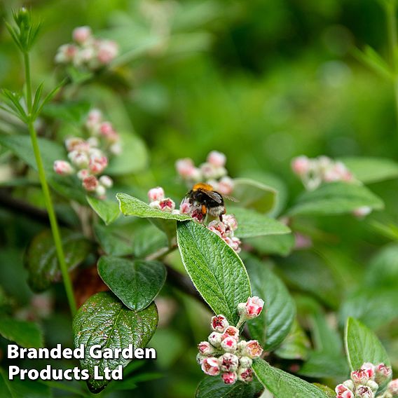 Cotoneaster Franchetii (Hedging)