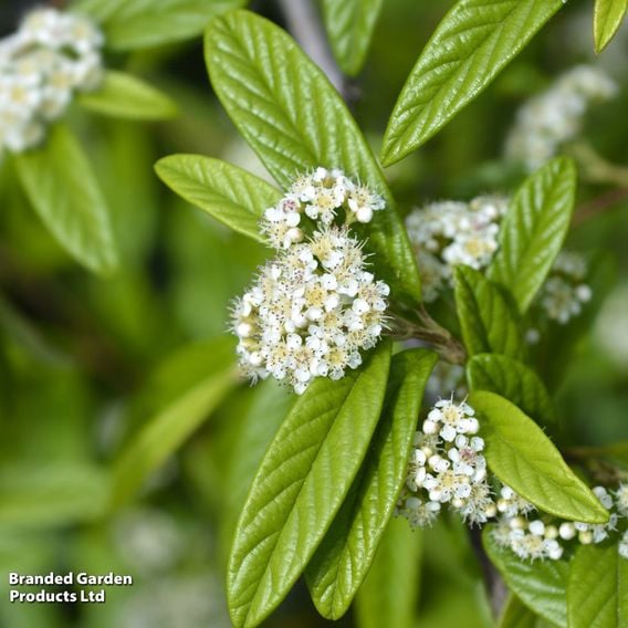 Cotoneaster 'Rothchildianus'