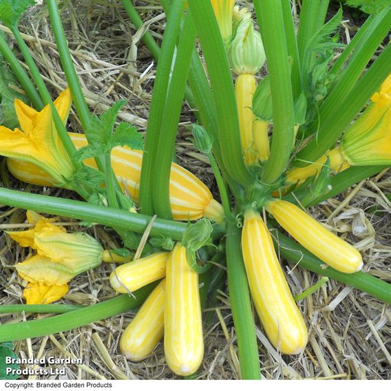Courgette 'Goldmine' F1 - Seeds
